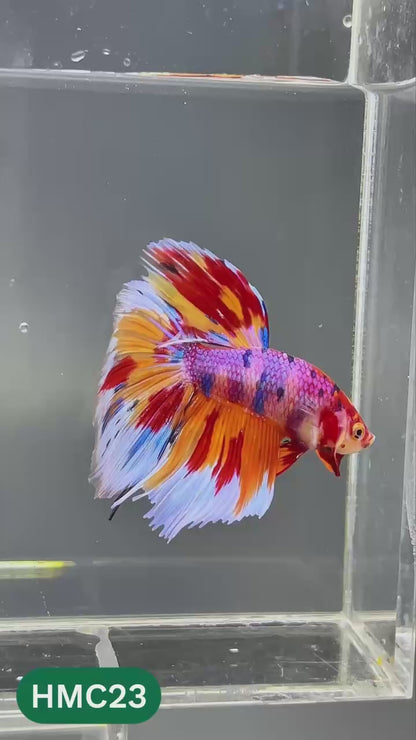 Multicolor Halfmoon Male Betta Fish | High Grade | Order Directly From Farm |  You Pick Fish |