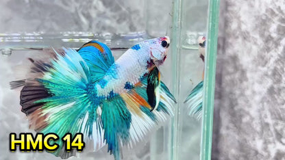 Multicolor Halfmoon Male Betta Fish | High Grade | Order Directly From Farm|  You Pick Fish |