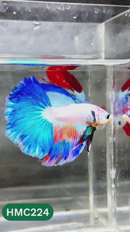 Multicolor Halfmoon Male Betta Fish | Order Directly From Farm | You Pick Fish