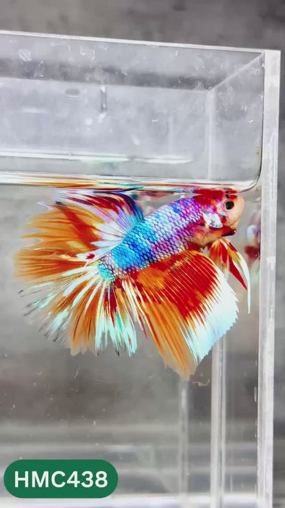 Multicolor Halfmoon Male Betta Fish | Order Directly From Farm | You Pick Fish
