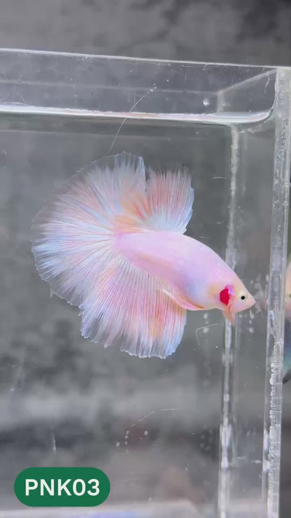 Pink Halfmoon Male Betta Fish | You Pick Fish | Order Directly From Farm