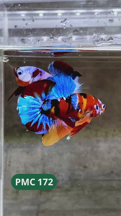 Multicolor Plakat Male Betta Fish |Show Grade|  You Pick Fish