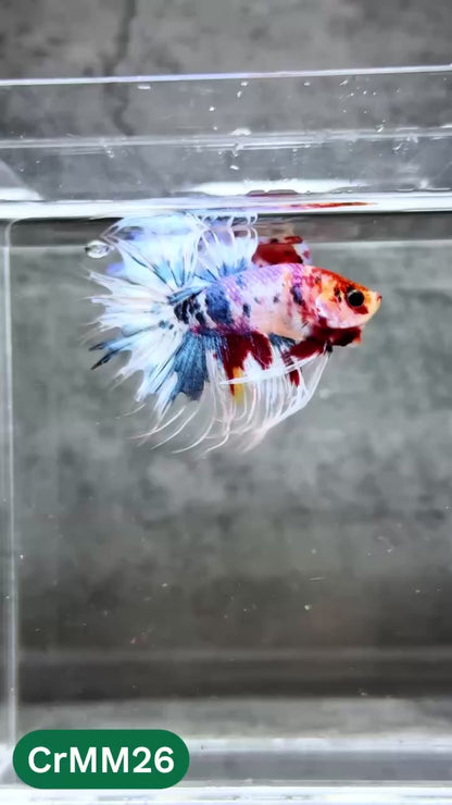 Crowntail Multicolor Male Betta Fish | High Grade | You Pick Fish |