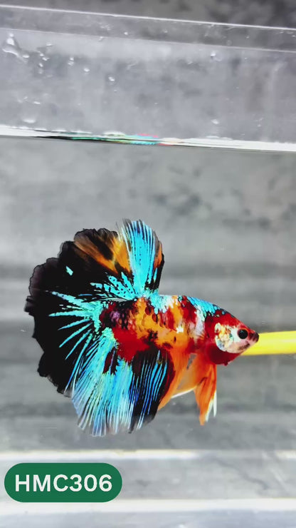 Multicolor Halfmoon Male Betta Fish | High Grade | Order Directly From Farm |  You Pick Fish |