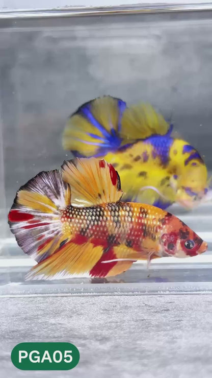 King Giant Plakat Male Betta Fish | You Pick Fish | High Grade