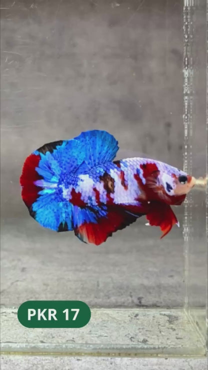 Multicolor Yellow Base Plakat Male Betta Fish | Order Directly From Farm |  You Pick Fish