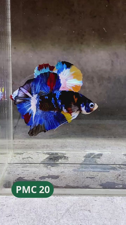 Multicolor Plakat Male Betta Fish |Show Grade|  You Pick Fish
