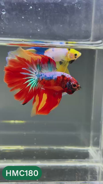 Multicolor Halfmoon Male Betta Fish | Order Directly From Farm | You Pick Fish