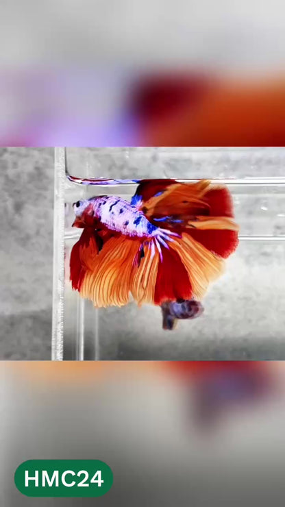 Multicolor Halfmoon Male Betta Fish | High Grade | Order Directly From Farm |  You Pick Fish |