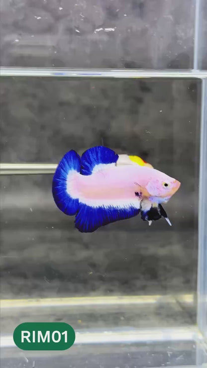 Marble Rim Plakat Male Betta Fish | You Pick Betta
