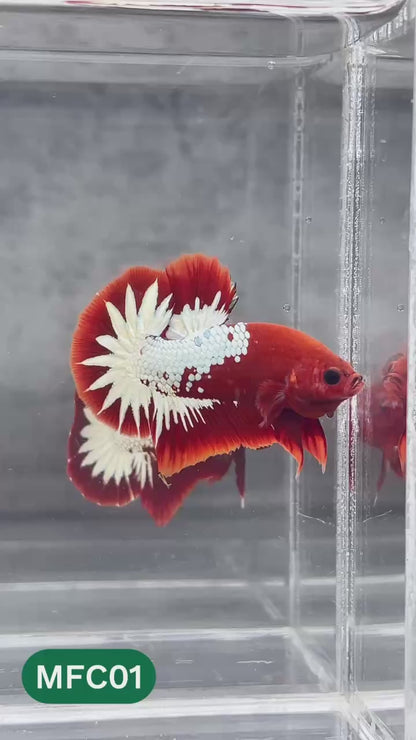 Hellboy Plakat Male Betta Fish | Order Directly From Farm | You Pick Fish