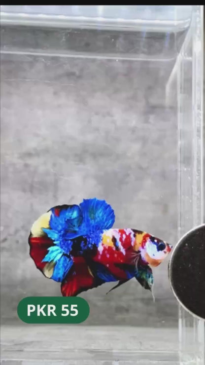 Multicolor Yellow Base Plakat Male Betta Fish | Order Directly From Farm |  You Pick Fish