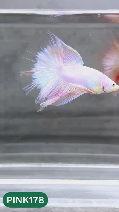 Pink Halfmoon Male Betta Fish | You Pick Fish | Order Directly From Farm