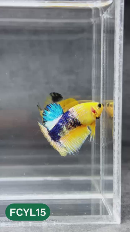 Yellow Fancy Male Betta Fish | Order Directly From Farm | You Pick Fish
