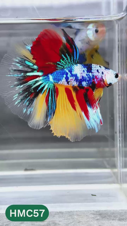 Multicolor Halfmoon Male Betta Fish | Order Directly From Farm | You Pick Fish