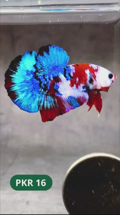Multicolor Yellow Base Plakat Male Betta Fish | Order Directly From Farm |  You Pick Fish