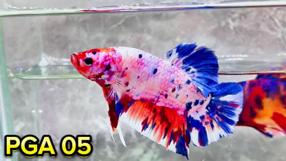 King Giant Plakat Male Betta Fish | You Pick Fish | High Grade