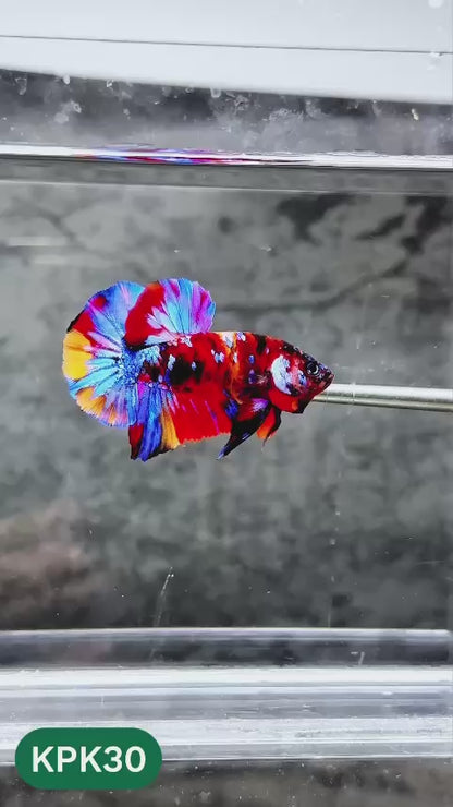 Multicolor Plakat Male Betta Fish |Show Grade|  You Pick Fish