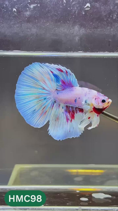 Multicolor Halfmoon Male Betta Fish | Order Directly From Farm | You Pick Fish