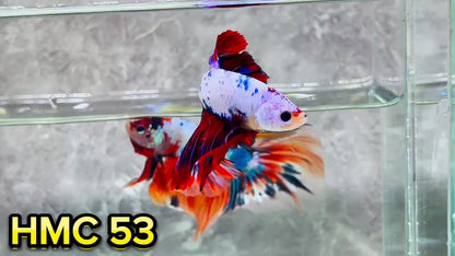 Multicolor Halfmoon Male Betta Fish | High Grade | Order Directly From Farm|  You Pick Fish |