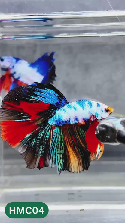 Multicolor Halfmoon Male Betta Fish | High Grade | Order Directly From Farm |  You Pick Fish |