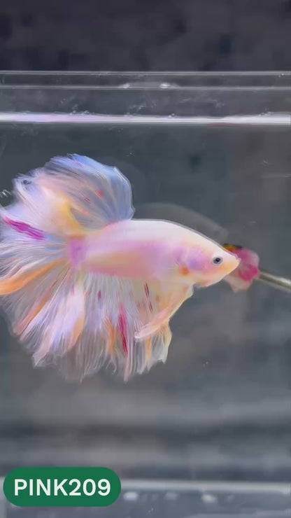 Pink Halfmoon Male Betta Fish | You Pick Fish | Order Directly From Farm
