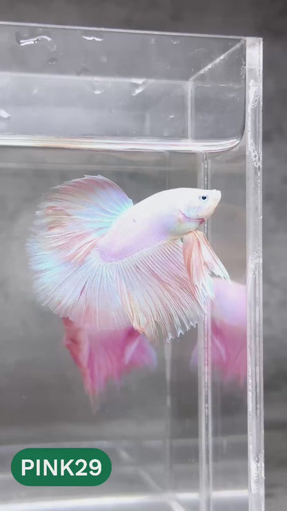 Pink Halfmoon Male Betta Fish | You Pick Fish | Order Directly From Farm