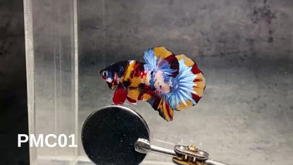 Multicolor Plakat Male Betta Fish |Show Grade|  You Pick Fish