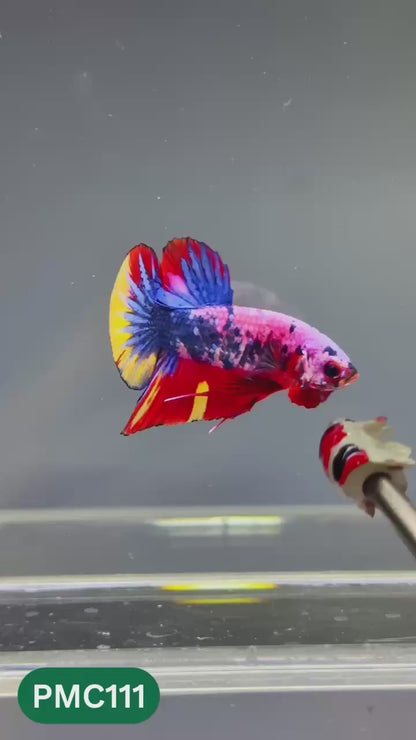 Multicolor Plakat Male Betta Fish |Show Grade|  You Pick Fish