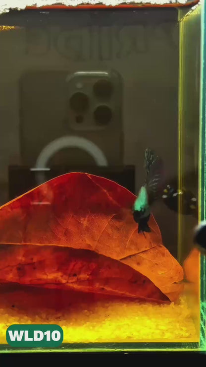 Wild Alien Male Betta Fish | You Pick Fish