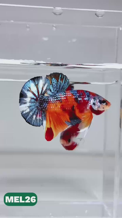 Metallic Plakat Betta Fish | You Pick Betta | Exotic Fish