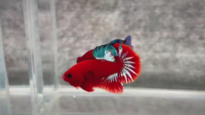 Hellboy Plakat Male Betta Fish | Order Directly From Farm | You Pick Fish