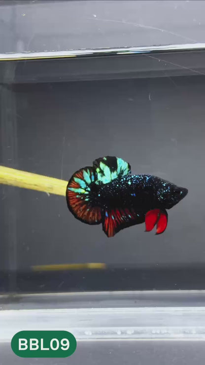 Black Star Nebula Plakat Male Betta | You Pick Betta | High Grade
