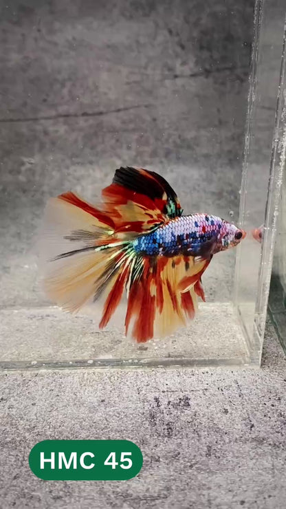 Multicolor Halfmoon Male Betta Fish | High Grade | Order Directly From Farm |  You Pick Fish |