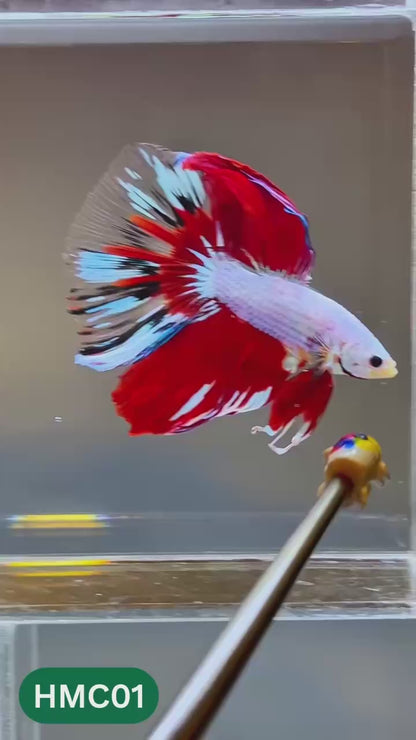 Multicolor Halfmoon Male Betta Fish | High Grade | Order Directly From Farm |  You Pick Fish |