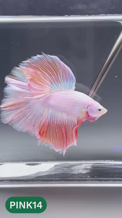 Pink Halfmoon Male Betta Fish | You Pick Fish | Order Directly From Farm