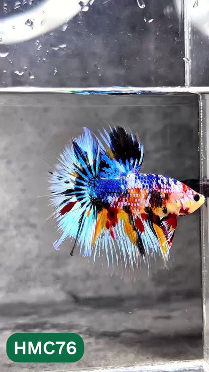 Multicolor Halfmoon Male Betta Fish | Order Directly From Farm | You Pick Fish