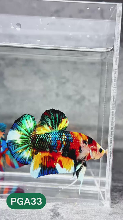 King Giant Plakat Male Betta Fish | You Pick Fish | High Grade