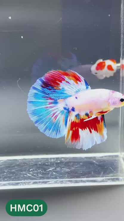 Multicolor Halfmoon Male Betta Fish | High Grade | Order Directly From Farm |  You Pick Fish |