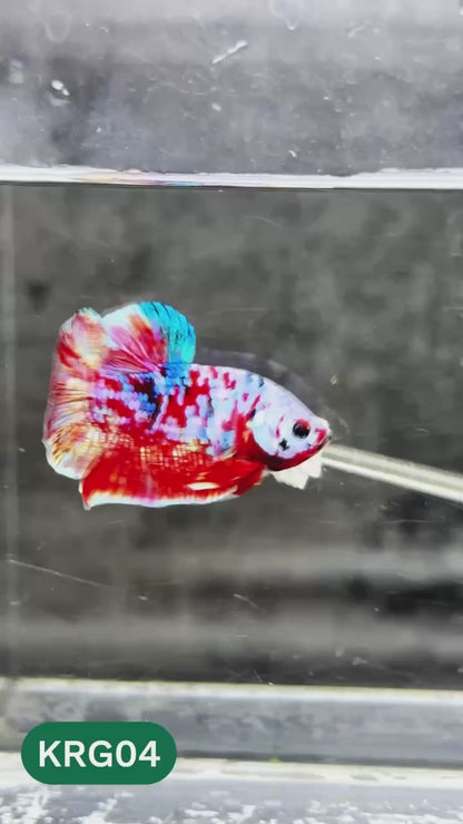 Koi Red Gold Galaxy Plakat Male Betta Fish | You Pick Fish