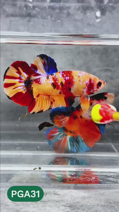 King Giant Plakat Male Betta Fish | You Pick Fish | High Grade
