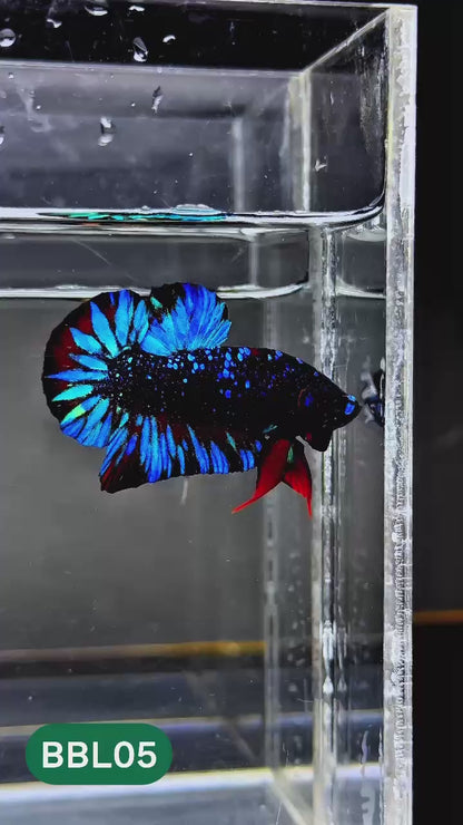 Black Star Nebula Plakat Male Betta | You Pick Betta | High Grade
