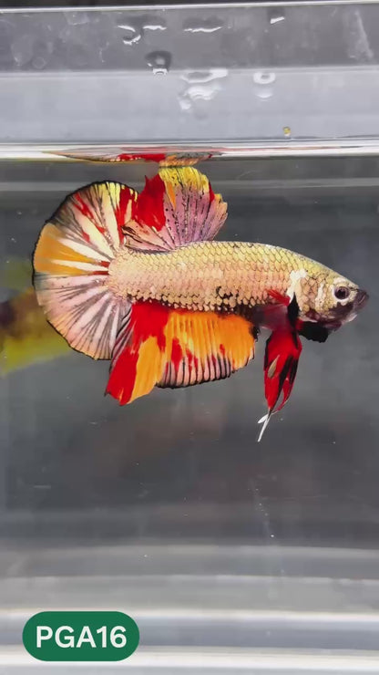 King Giant Plakat Male Betta Fish | You Pick Fish | High Grade