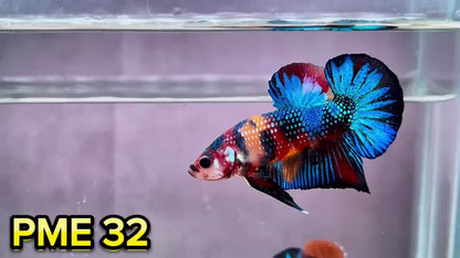 Metallic Plakat Betta Fish | You Pick Betta | Show Grade