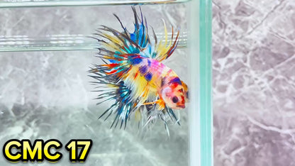 Crowntail Multicolor Male Betta Fish | High Grade | You Pick Fish |