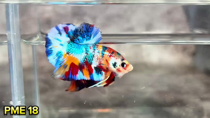 Metallic Plakat Betta Fish | You Pick Betta | Show Grade
