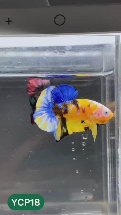 Koi Yellow Plakat Male Betta Fish | Show Grade | You Pick Fish