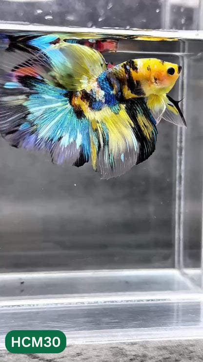 Multicolor Halfmoon Male Betta Fish | High Grade | Order Directly From Farm |  You Pick Fish |