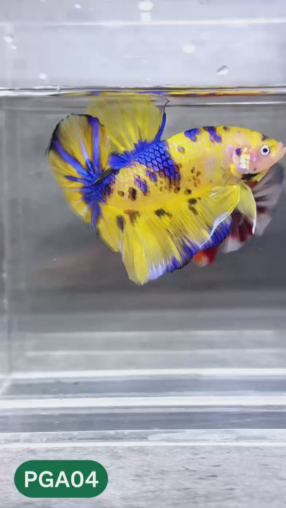 King Giant Plakat Male Betta Fish | You Pick Fish | High Grade