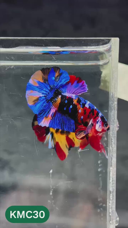 Multicolor Yellow Base Plakat Male Betta Fish | Order Directly From Farm |  You Pick Fish